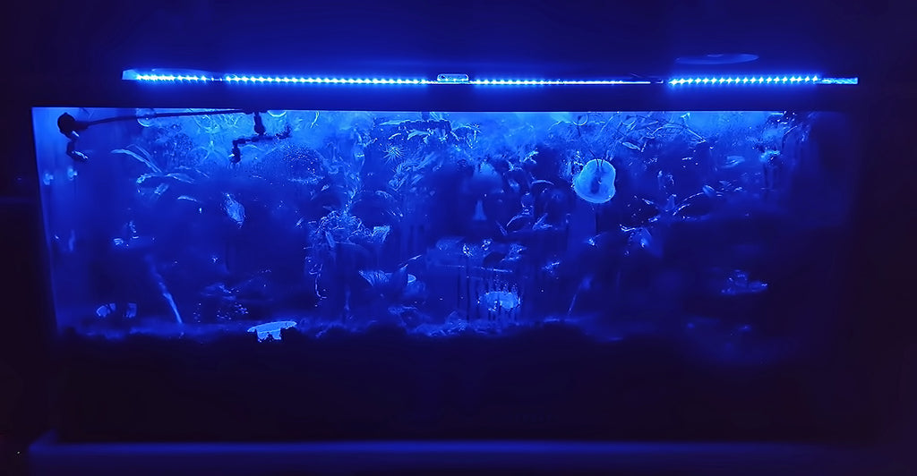 Puyallup Reptile Expo Summary & Night Lights Spectral Designs