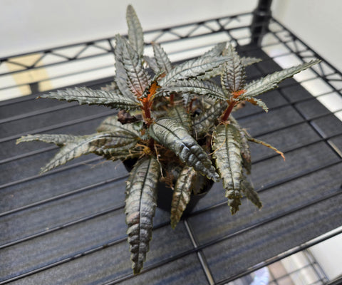 Pilea Hickcockii "dark mystery"  WYSIWYG