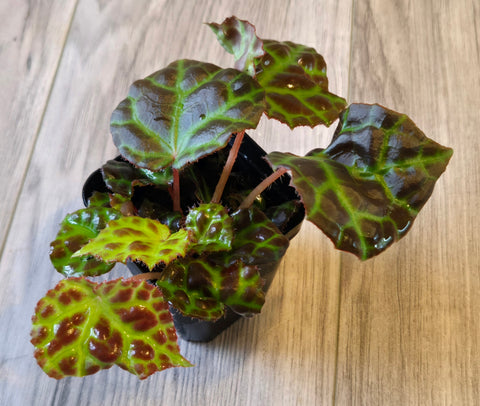 Begonia.  WYSIWYG