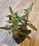 Pilea Hickcockii "dark mystery"  WYSIWYG