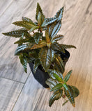 Pilea Hickcockii "dark mystery"  WYSIWYG