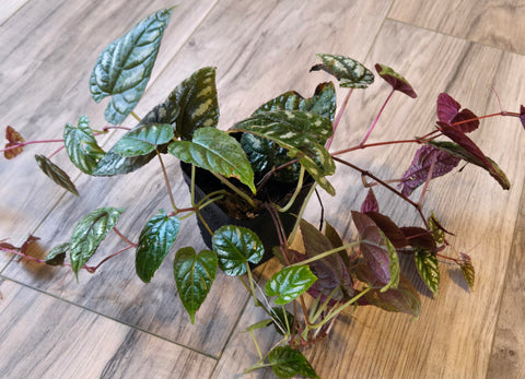 Cissus Discolor 2.  WYSIWYG