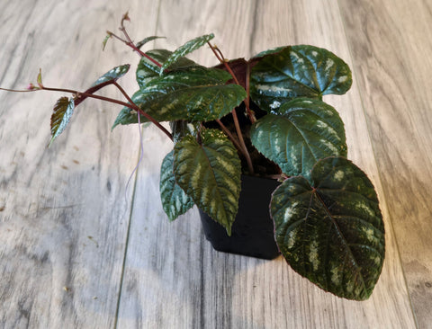Cissus Discolor 1.  WYSIWYG